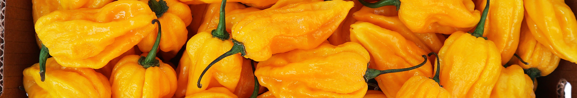 Yellow Habanero Pepper